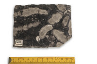 F 00837
<br/>
<br/>
<em></em>